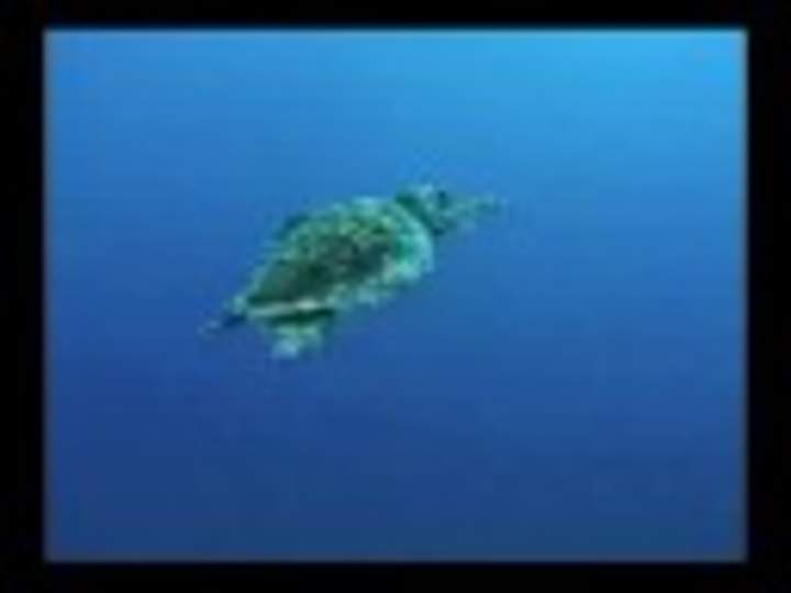 Puntos calientes de Hawai: estudios volcánicos submarinos Puntos calientes de Hawai: estudios volcánicos submarinos