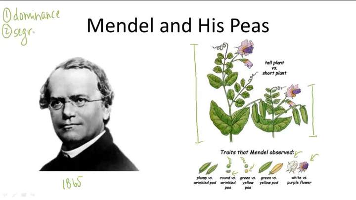 Genética mendeliana - Descripción general