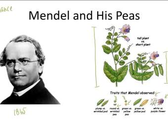 Genética mendeliana - Descripción general