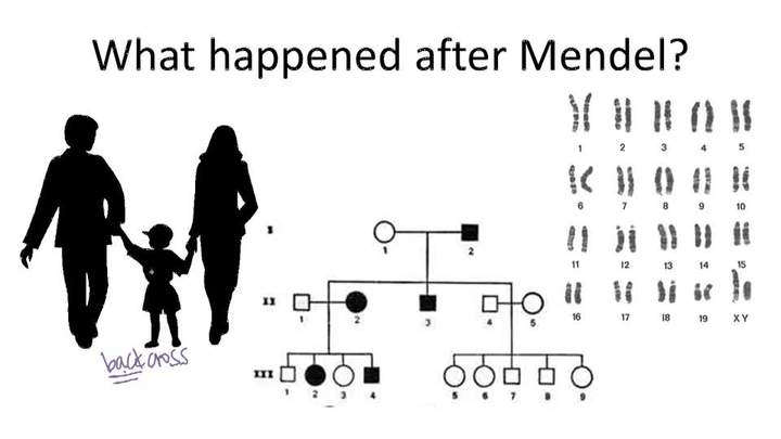 Más allá de Mendel - Descripción general Más allá de Mendel - Descripción general