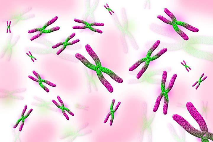 Mitosis Mitosis