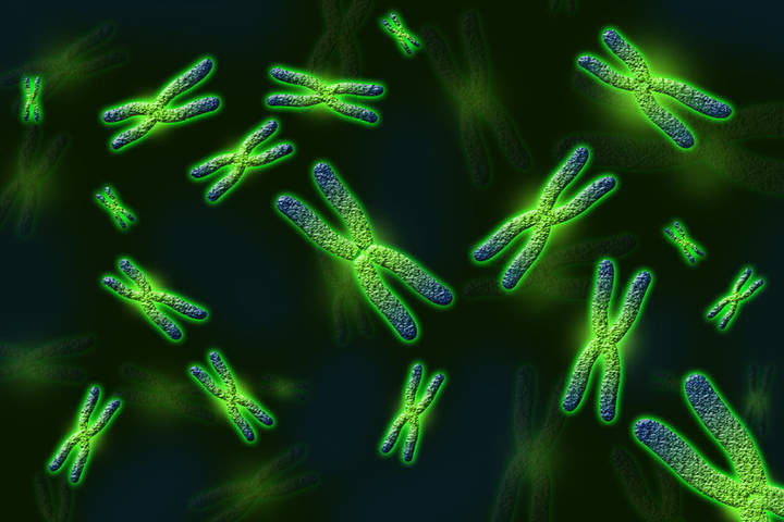 Mitosis Mitosis