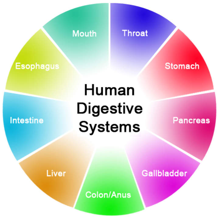 Órganos del sistema digestivo Órganos del sistema digestivo