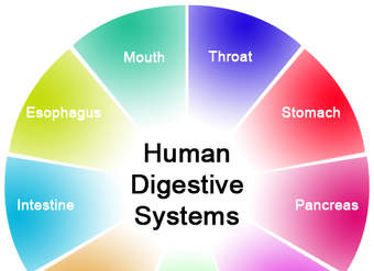 Órganos del sistema digestivo