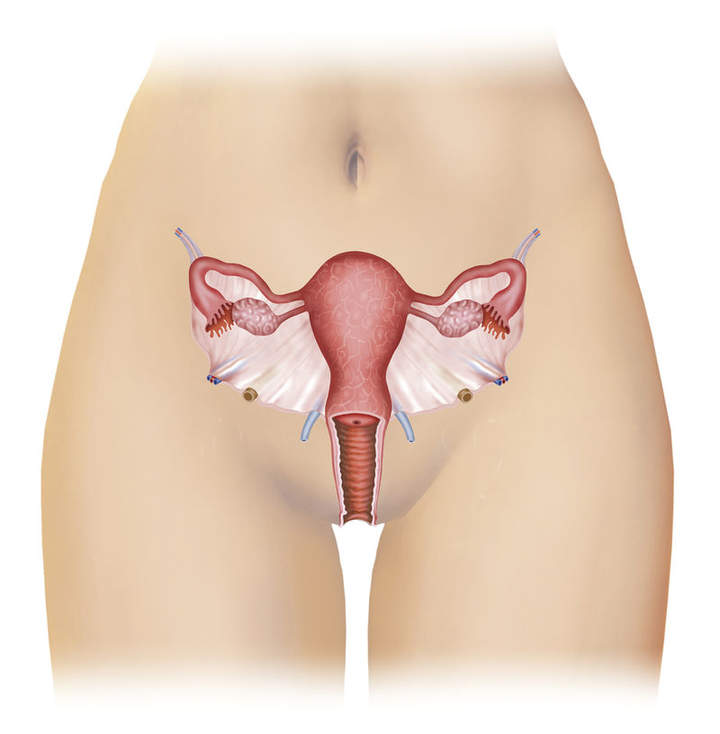 Órganos reproductores femeninos Órganos reproductores femeninos