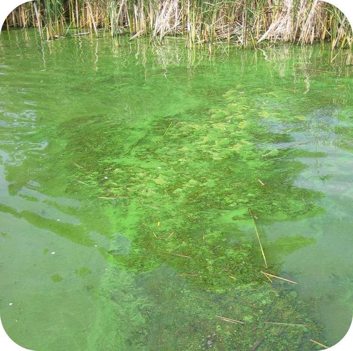 Efectos de la contaminación del agua Efectos de la contaminación del agua