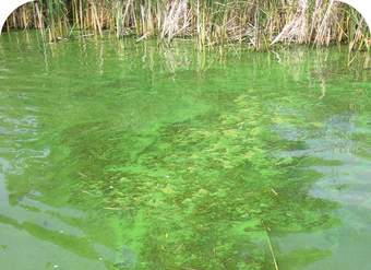 Efectos de la contaminación del agua