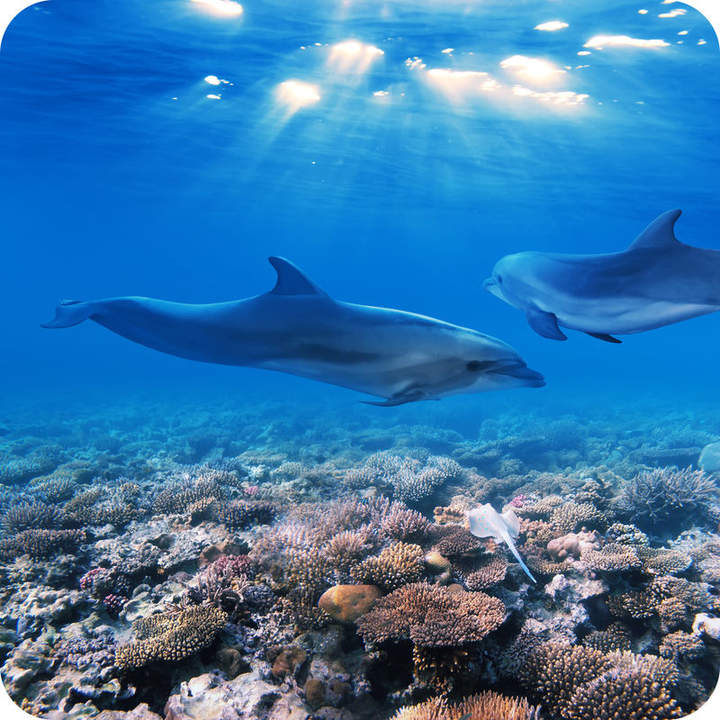 Ecosistemas oceánicos Ecosistemas oceánicos