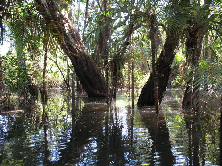 Bosque inundado Bosque inundado