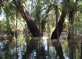 Bosque inundado