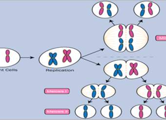 Mitosis, meiosis y reproducción sexual.