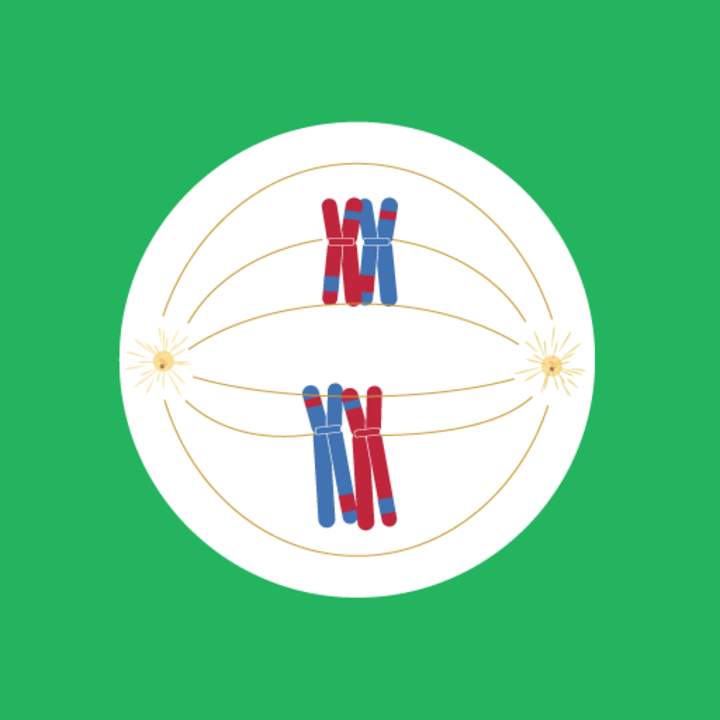 Fases de la meiosis Fases de la meiosis