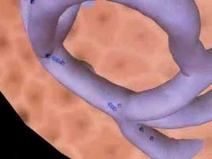 Sistema endocrino, glándula pituitaria Sistema endocrino, glándula pituitaria