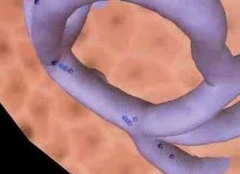 Sistema endocrino, glándula pituitaria