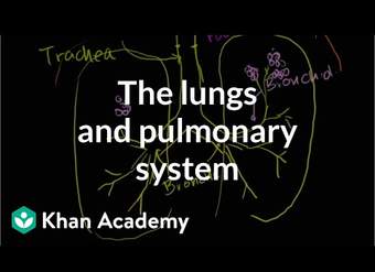 Los pulmones y el sistema pulmonar