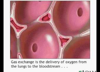 El intercambio de gases