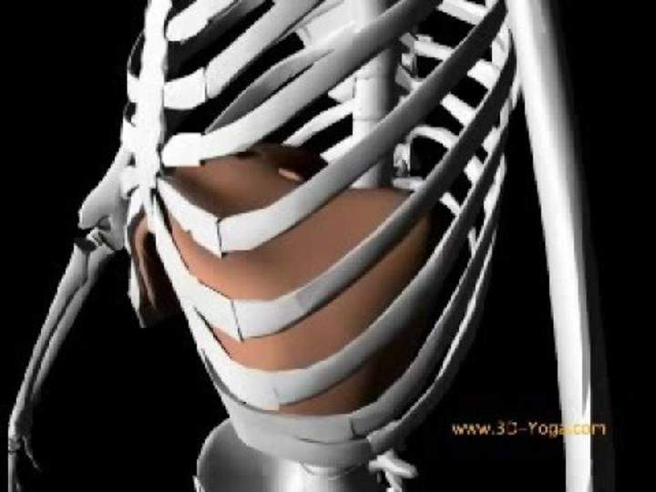 Vista 3D del diafragma
