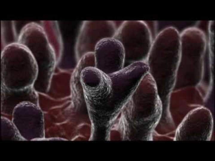 Cómo atacan los virus de la gripe Cómo atacan los virus de la gripe