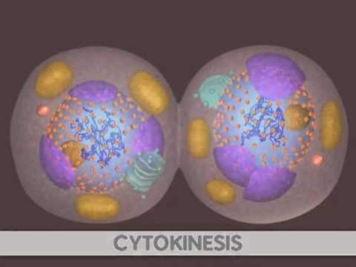 Mitosis Mitosis