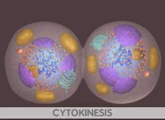 Mitosis