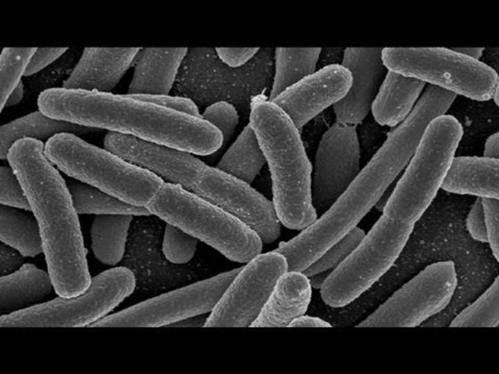 Los microbios intestinales en la vida temprana tienen efecto sobre las emociones adultas