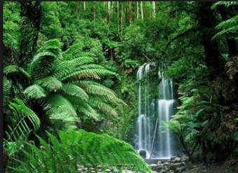 Los biomas tropicales