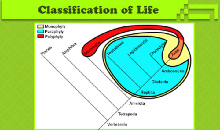 Clasificación de la vida Clasificación de la vida
