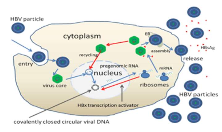 Reproducción de virus