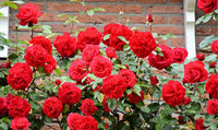 Las rosas son rojas