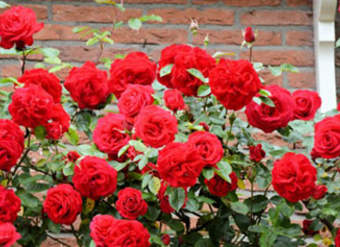 Las rosas son rojas