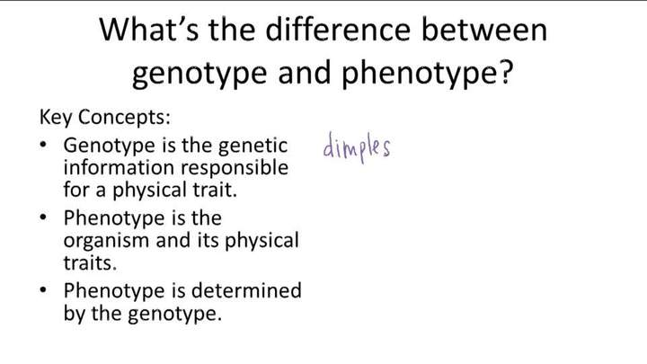 Términos y conceptos básicos de genética - Ejemplo 3 Términos y conceptos básicos de genética - Ejemplo 3
