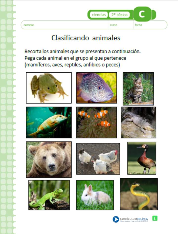 Clasificando animales