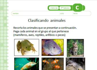 Clasificando animales