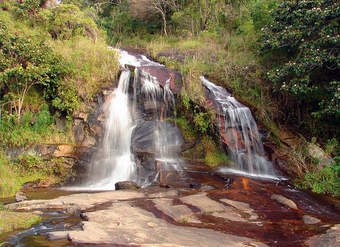 Bosques lluviosos