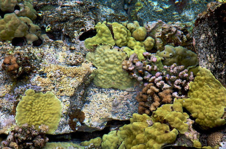 Piscinas de marea Piscinas de marea