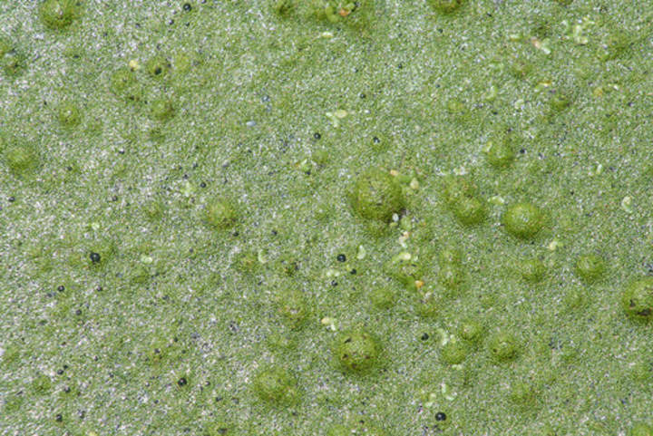 Biocombustible de algas Biocombustible de algas