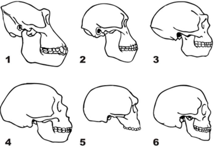 Evolución humana Evolución humana