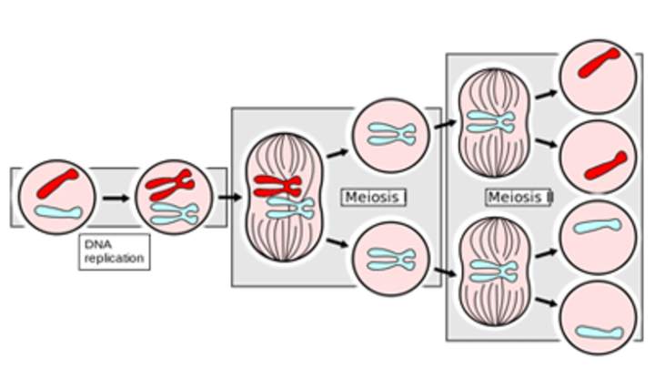 Mitosis Mitosis