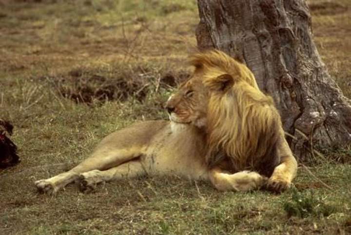 Los leones no son vagos Los leones no son vagos