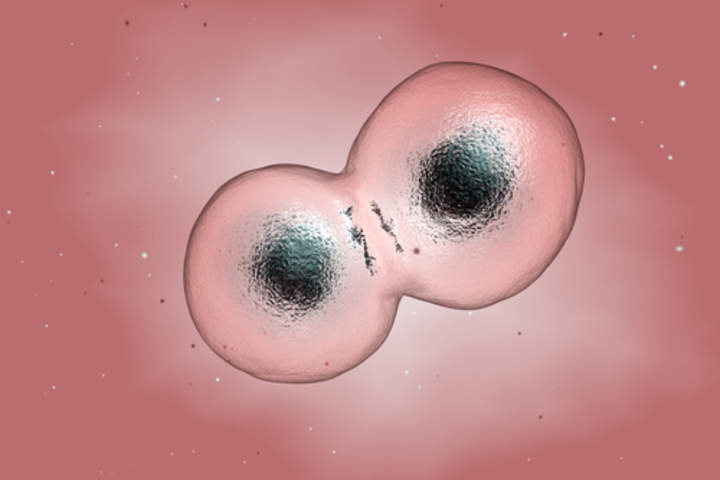 The Cell Theory - Avanzado The Cell Theory - Avanzado