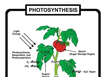 La reacción de la fotosíntesis: avanzada