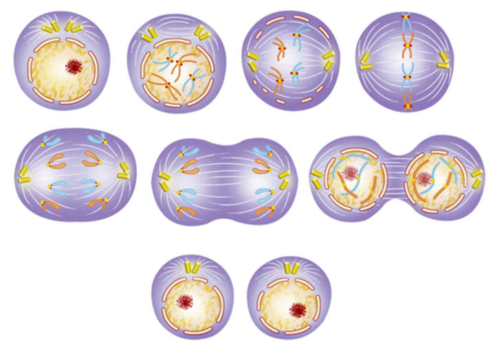 Mitosis - Avanzada Mitosis - Avanzada