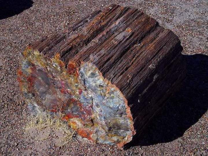 Cómo petrificar un árbol Cómo petrificar un árbol