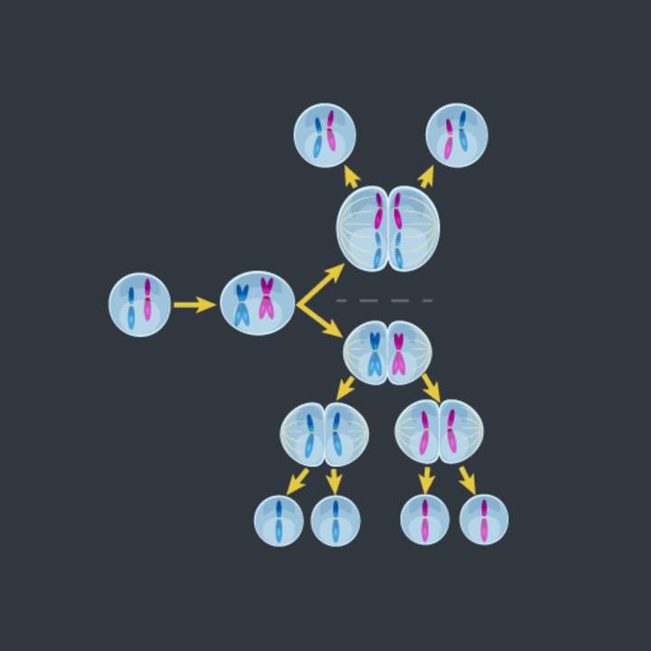 "Yo" en la meiosis "Yo" en la meiosis