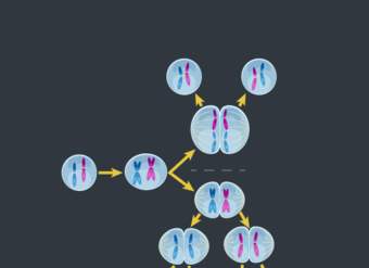 "Yo" en la meiosis