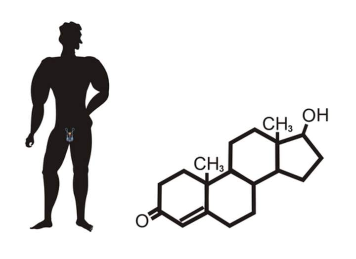 Órganos del sistema reproductor masculino: avanzado Órganos del sistema reproductor masculino: avanzado