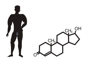 Órganos del sistema reproductor masculino: avanzado