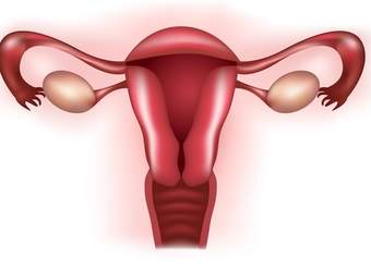 Órganos del sistema reproductor femenino - Avanzado