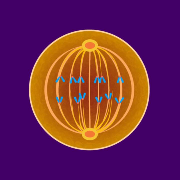 Mitosis Animación 3d Mitosis Animación 3d