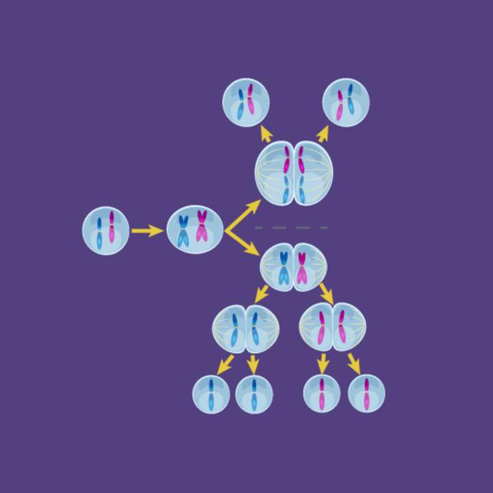 Meiosis - Hecho súper fácil - Animación Meiosis - Hecho súper fácil - Animación